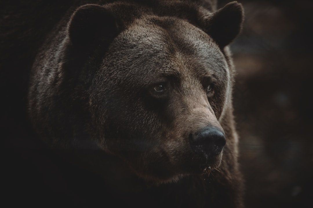 Como sobreviver a um bear market - accumulation phase