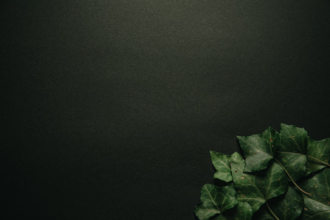 O que é uma seed phrase (frase de recuperação) - common questions