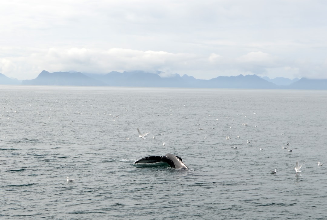 orca - orcas cooperative orca - orcas cooperative