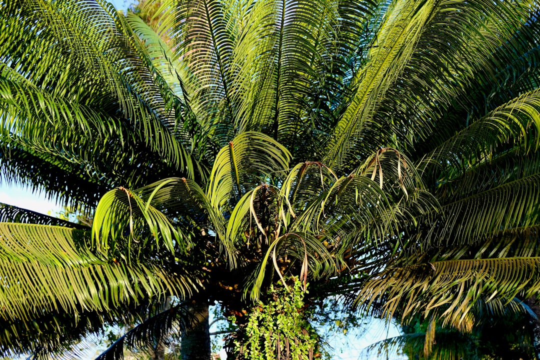 palmeiras token - according reports