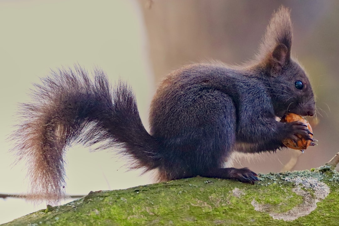 tail risk - managing tail tail risk - managing tail