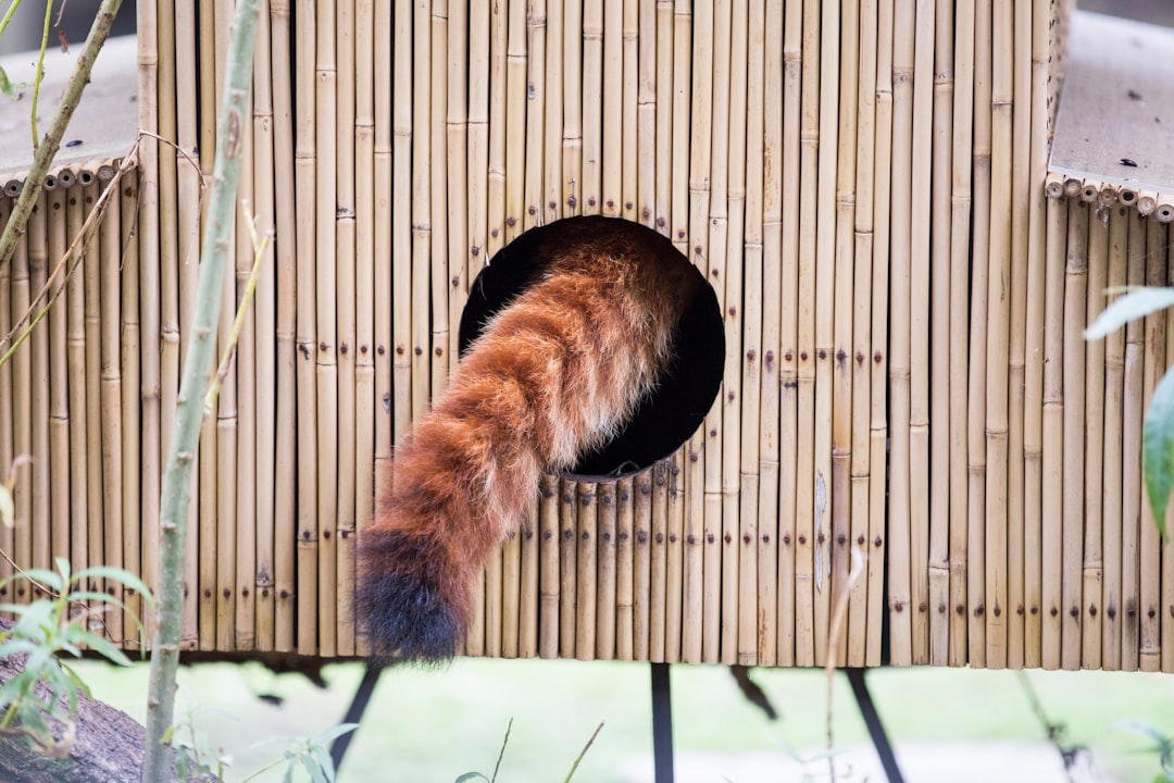 tail risk - recent events tail risk - recent events