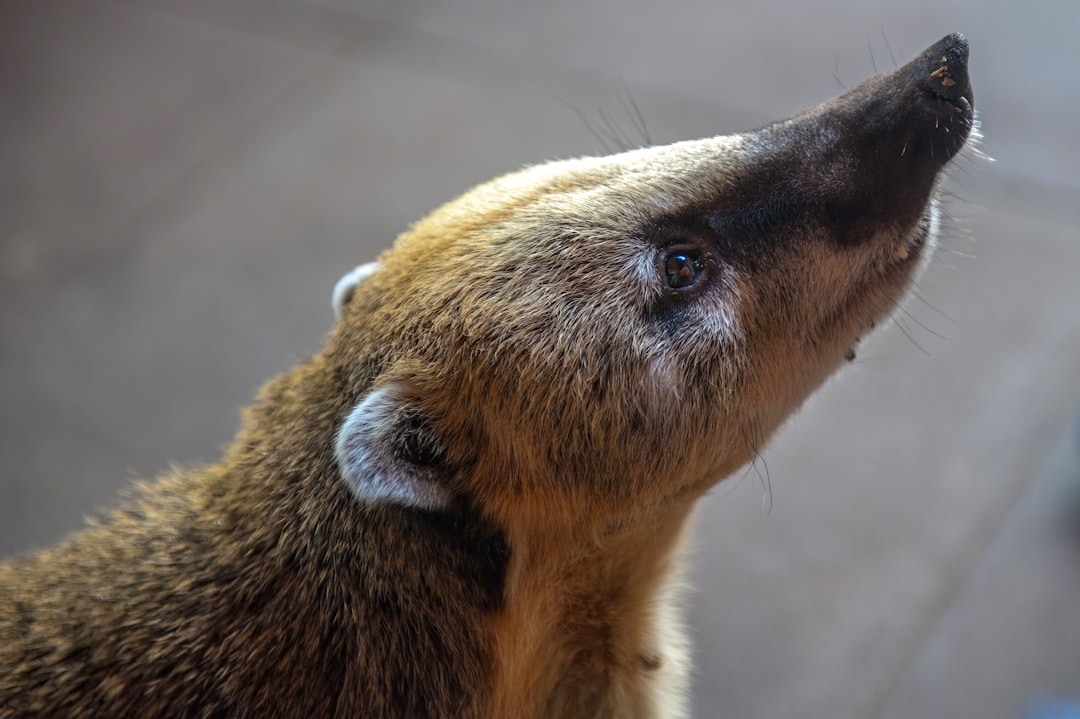 badger - Badger DAO: Guia Completo 2025 – Tudo o que Você Precisa Saber sobre o Ecossistema DeFi