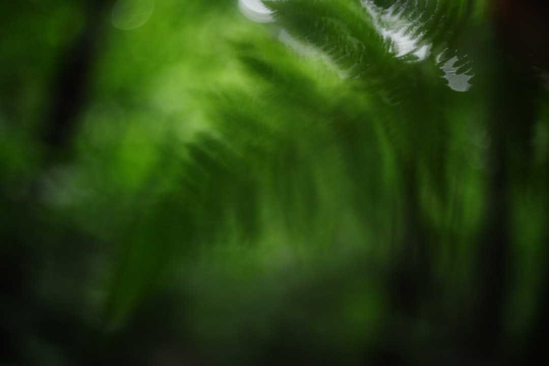 Fantom (FTM) ecossistema - want participate Fantom (FTM) ecossistema - want participate