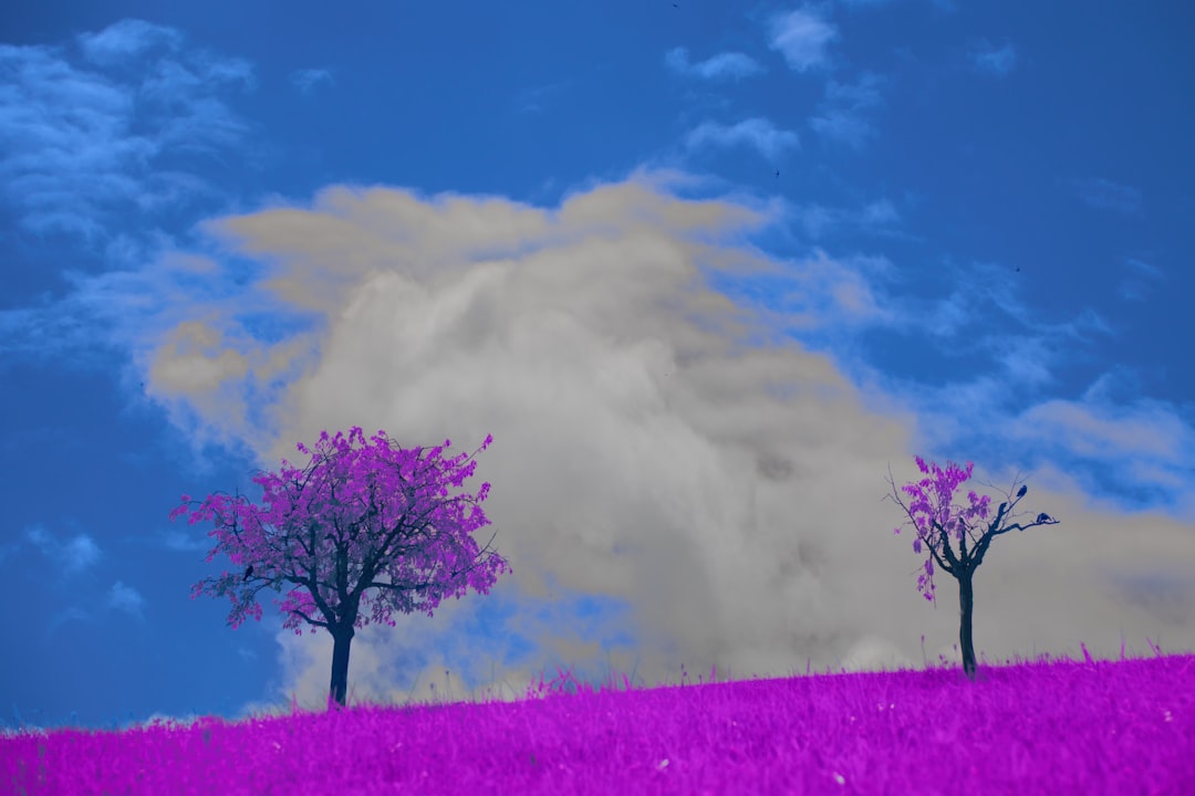 Terrenos virtuais no Metaverso - while metaverse