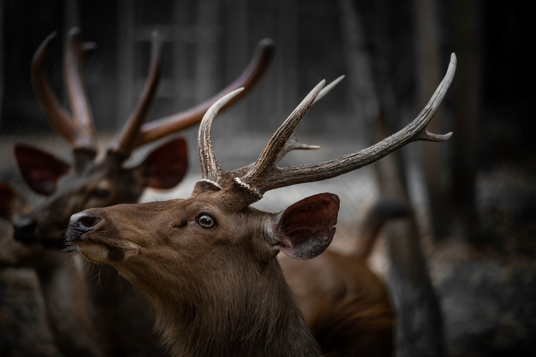 stop hunt - price order