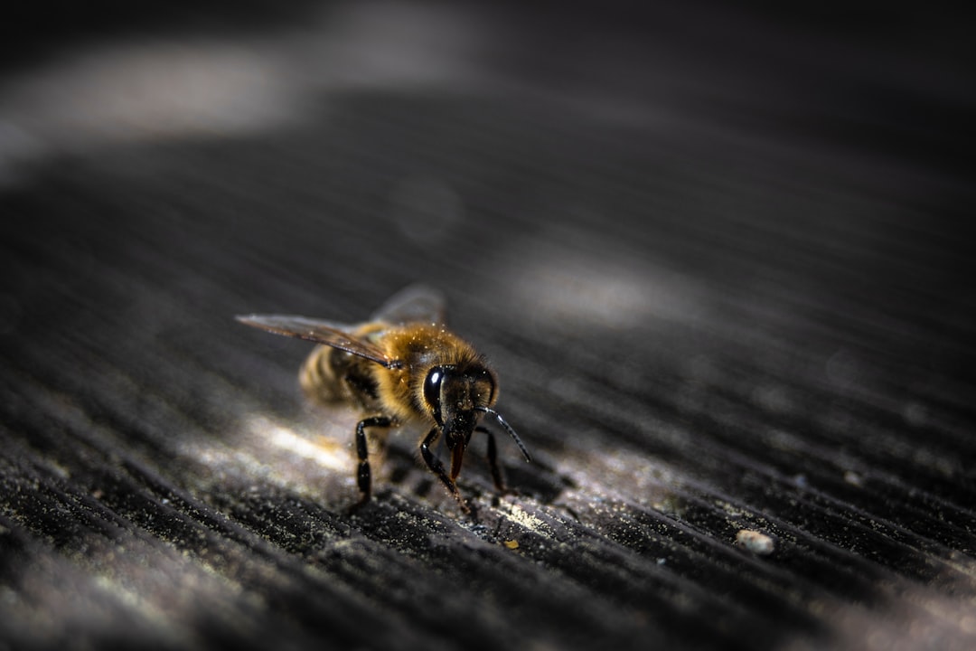 bee network - learn recommend