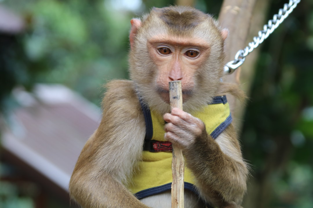 monkey league - want compete