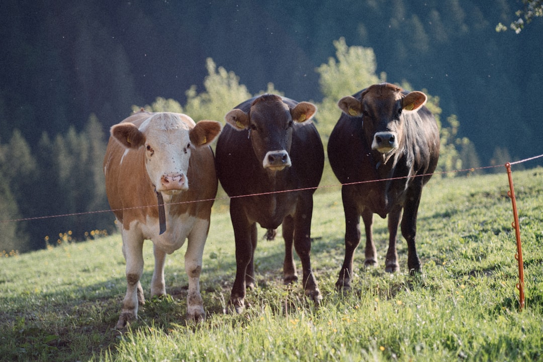 live cattle - regulations securities