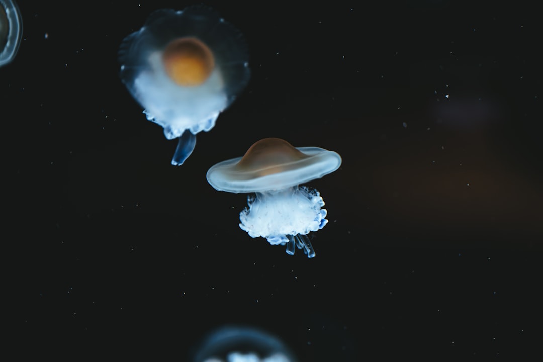Alternativas ao ENS - space binance