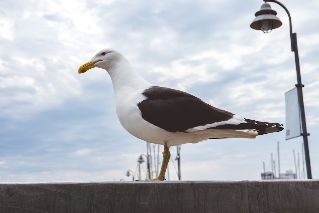 seagull - organizations like seagull - organizations like