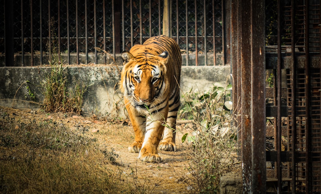 tigres token - allocation seeks