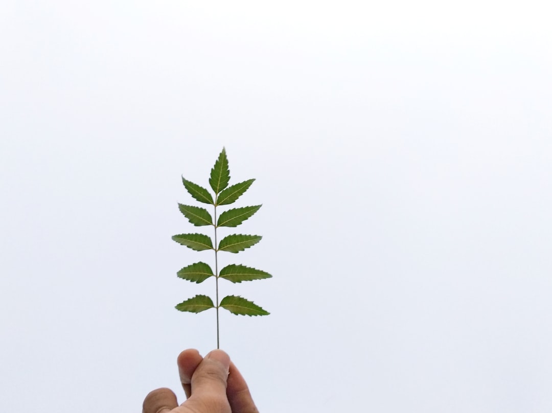 Como juntar-se a uma DAO de investimento - although ecosystem