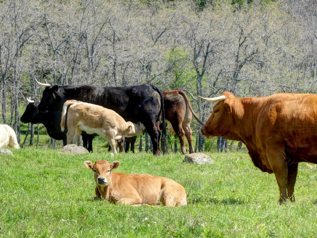 feeder cattle - price feeder feeder cattle - price feeder