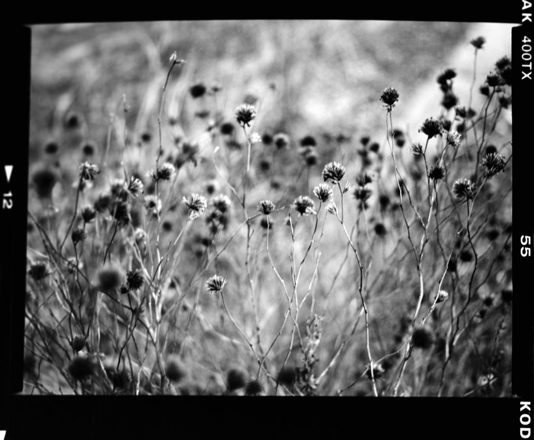 weekend effect - there several