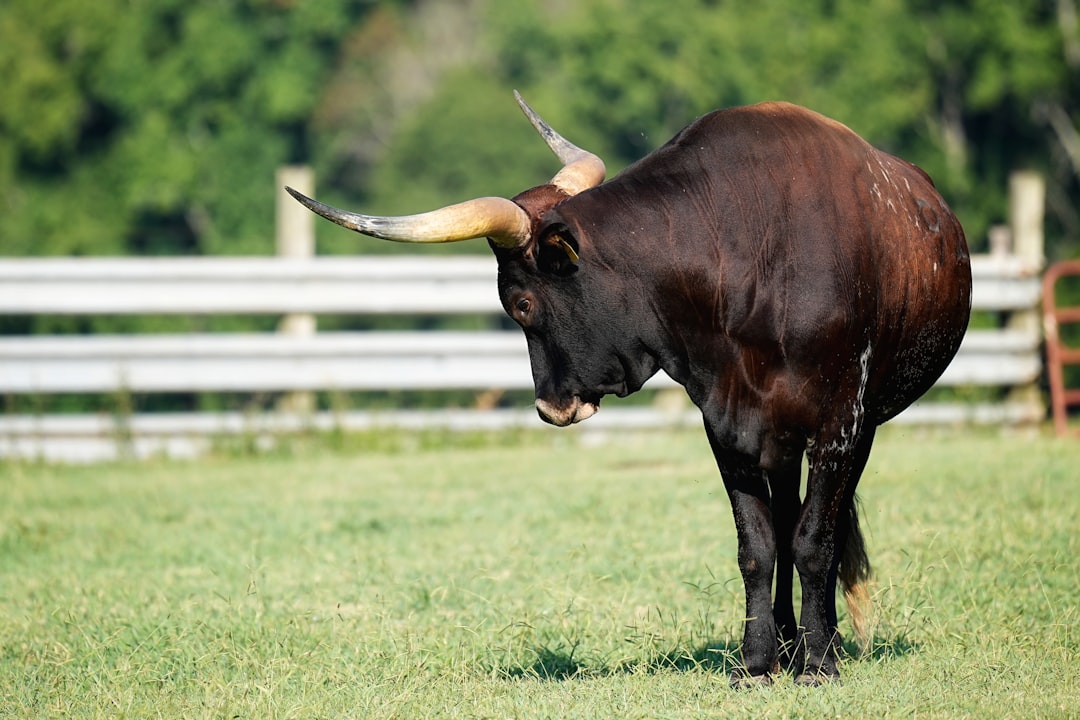 Bull market estratégias - limit tactics Bull market estratégias - limit tactics