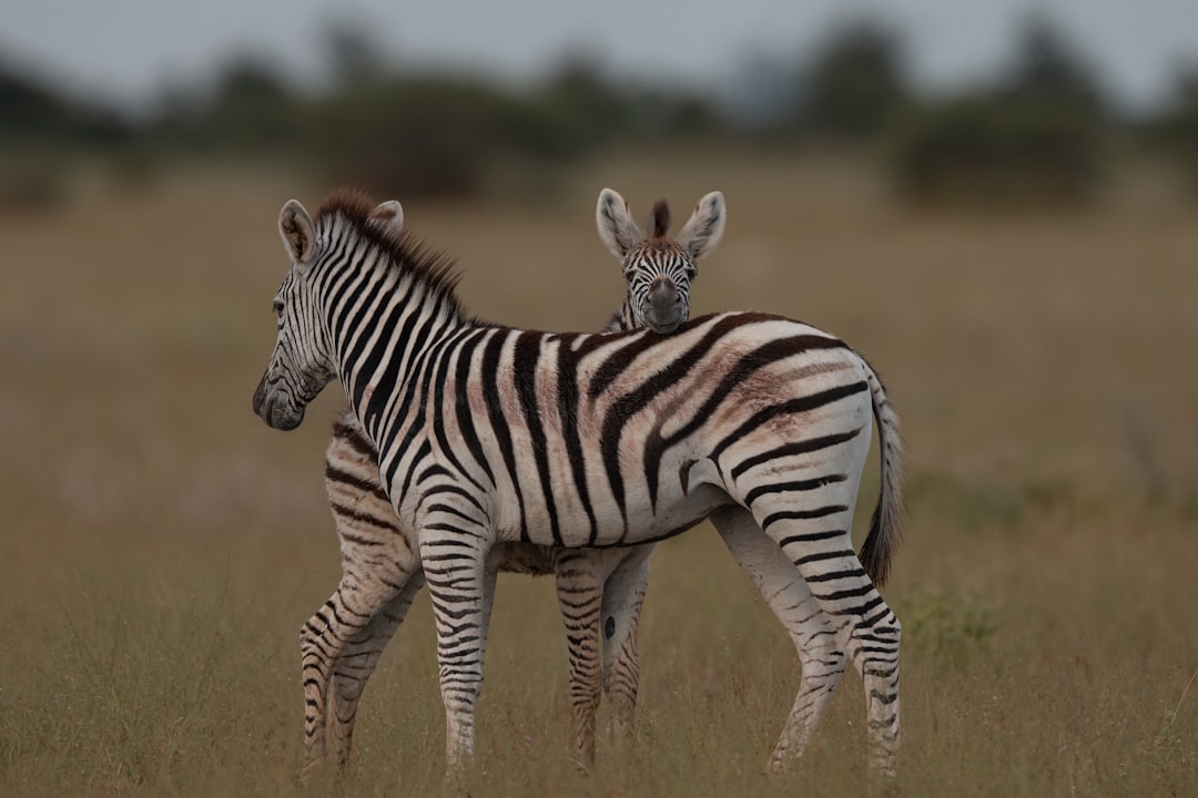 zebra - zebra functions