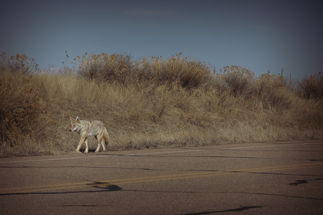 wolf game - understanding mechanics wolf game - understanding mechanics