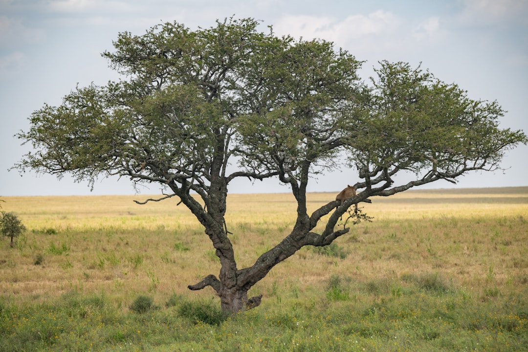 long position explicação - mitigation strategies long position explicação - mitigation strategies