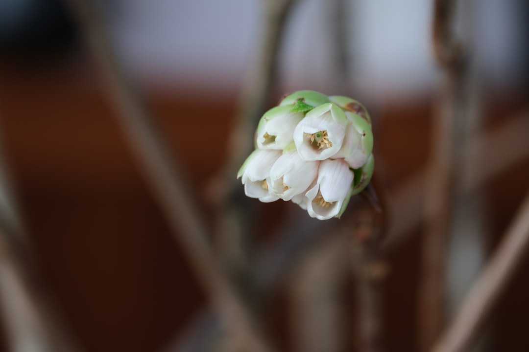 genopets - like emerging