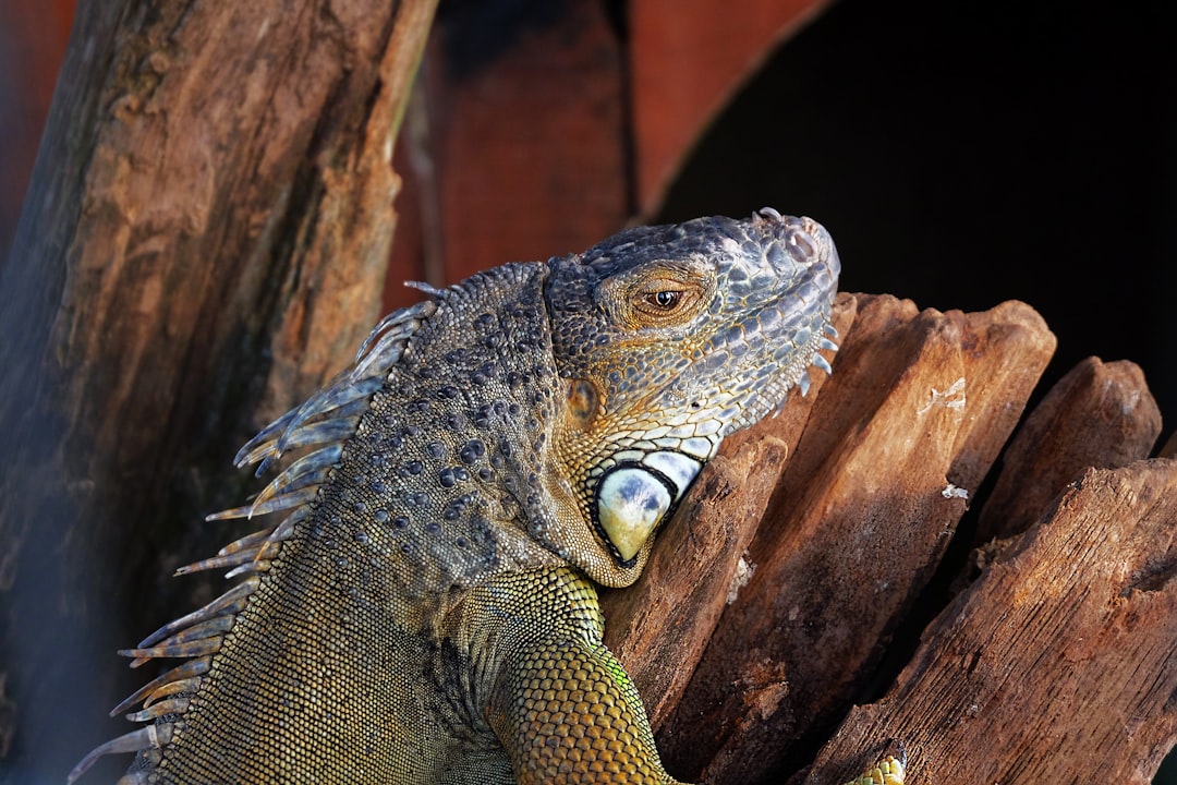 big lizard - such government