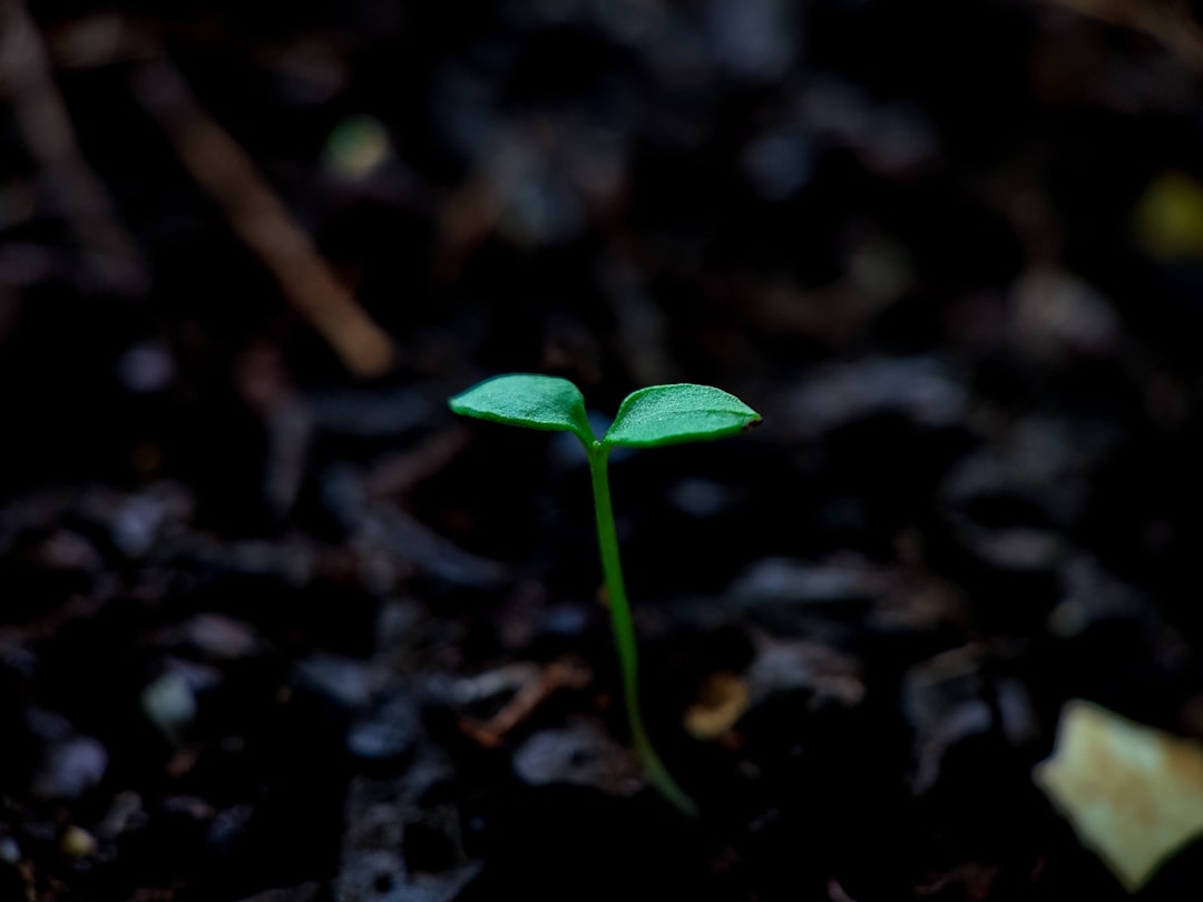 O que é uma seed phrase (frase de recuperação) - therefore recovery