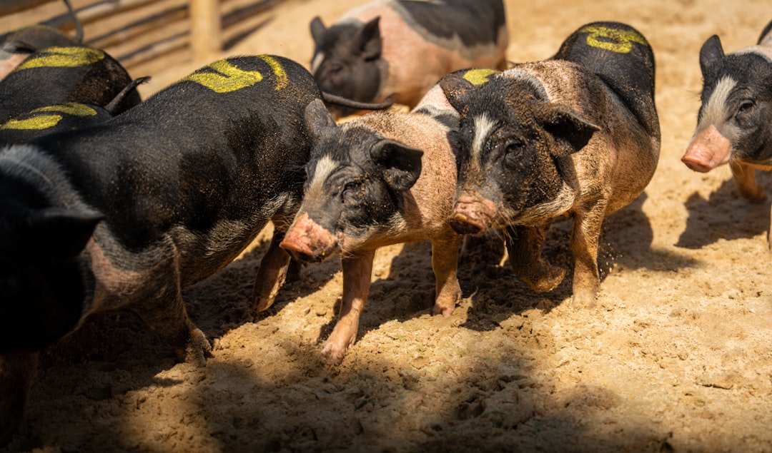 lean hogs - Lean Hogs: Guia Completo para Entender o Mercado, Preços e Oportunidades de Investimento em 2025
