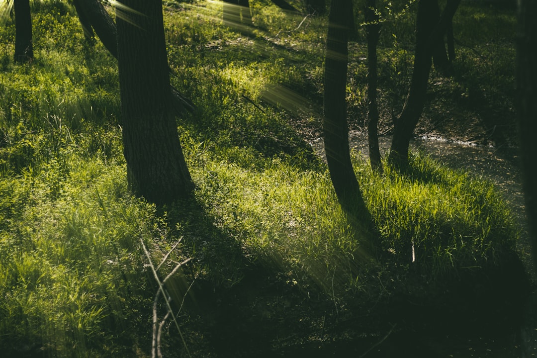lookback options - defi ecosystem