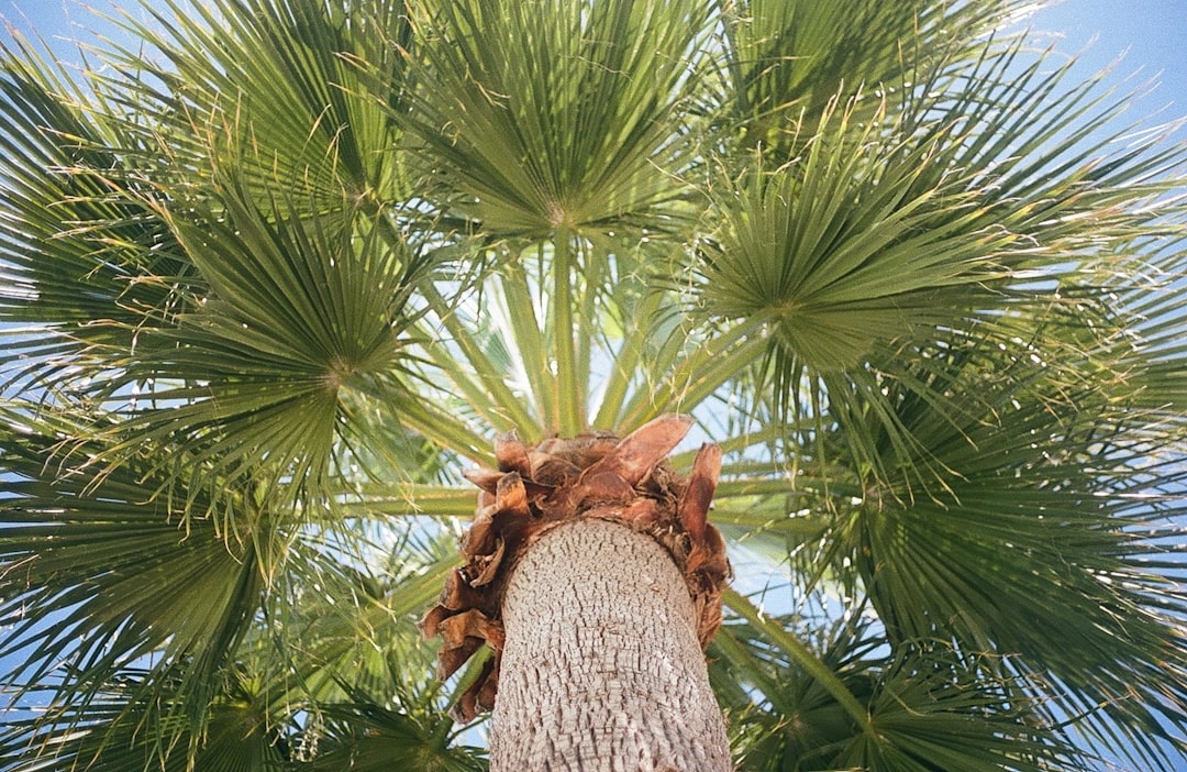 palmeiras token - however like