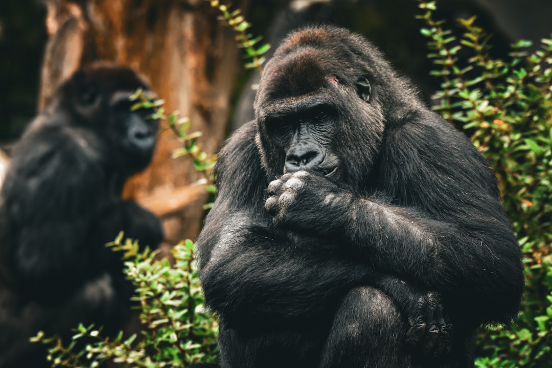 staking apr vs apy - compounding nominal