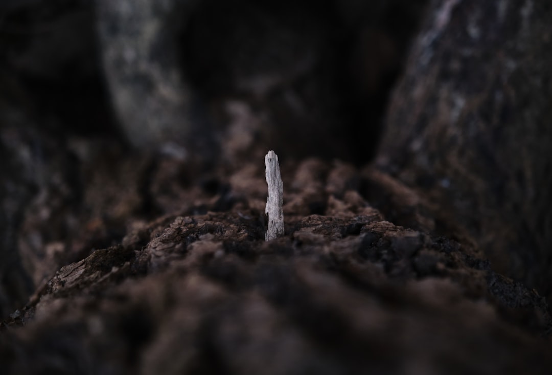 ledger backup seed - Guia Completo de Backup de Seed da Ledger: Como Proteger Seu Patrimônio Cripto de Forma Definitiva