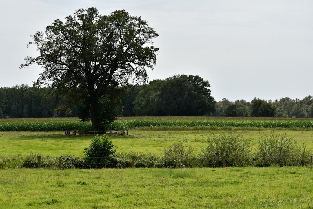 delta hedging - ideal delta hedging - ideal