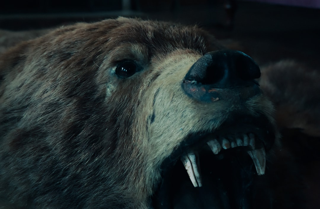 Como sobreviver a um bear market - Como sobreviver a um bear market: estratégias comprovadas para investidores de criptomoedas