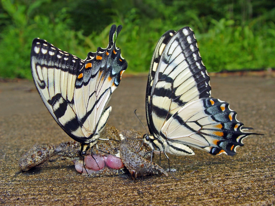 butterflies - organizations such