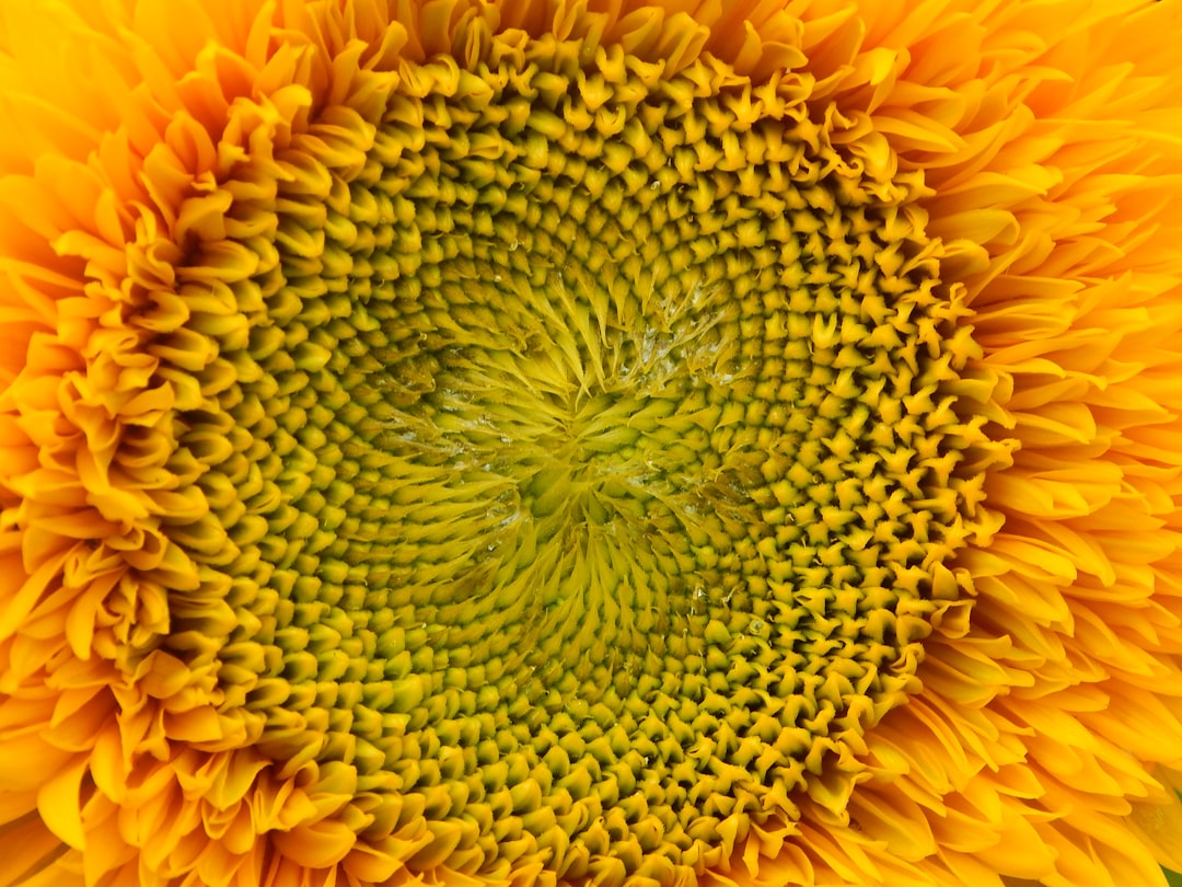 O que é a retração de Fibonacci - identify beginning
