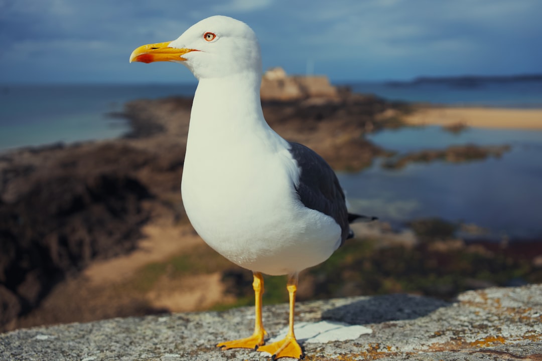 seagull - Seagull: Guia Completo sobre Gaivotas – Habitat, Comportamento e Conservação