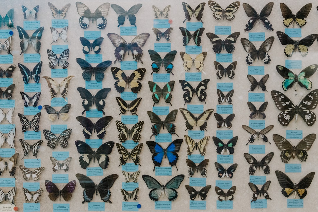butterflies - cycle last