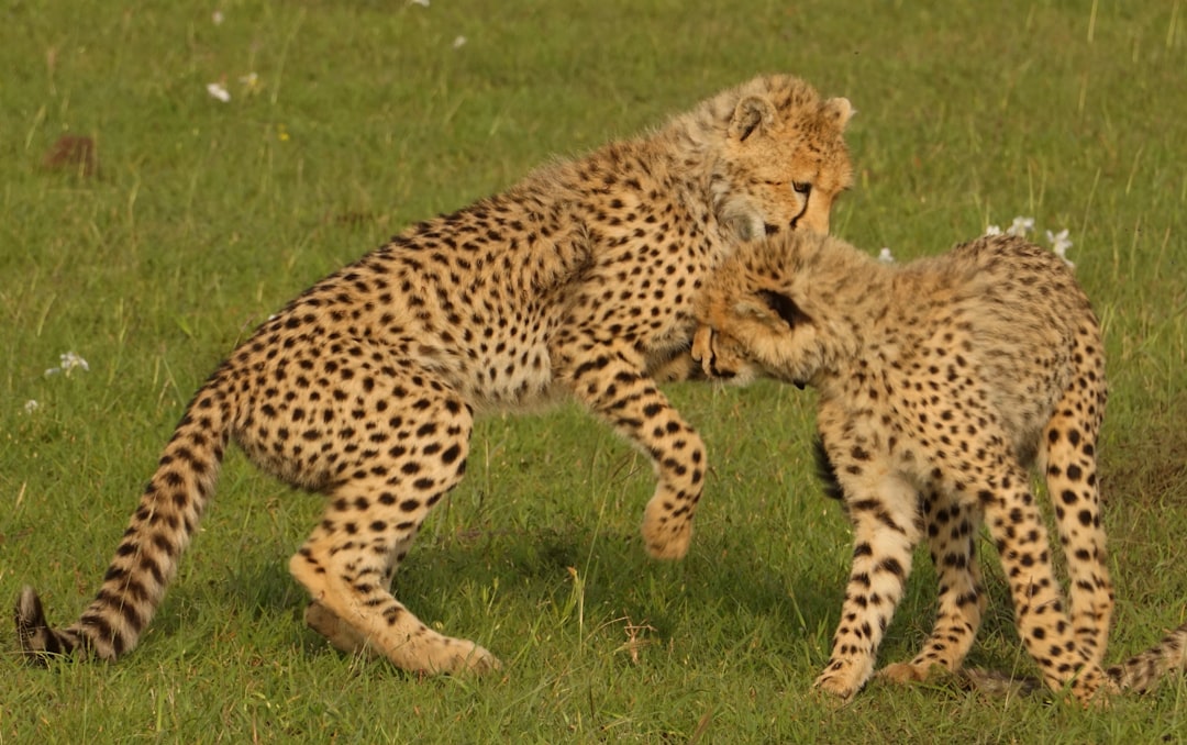 O que é o "efeito de reentrada" (re-entrancy attack) - O que é o efeito de reentrada (re‑entrancy attack) e como proteger seus contratos inteligentes