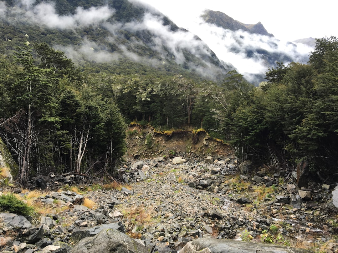 Análise do ecossistema da Avalanche - essential diversify Análise do ecossistema da Avalanche - essential diversify