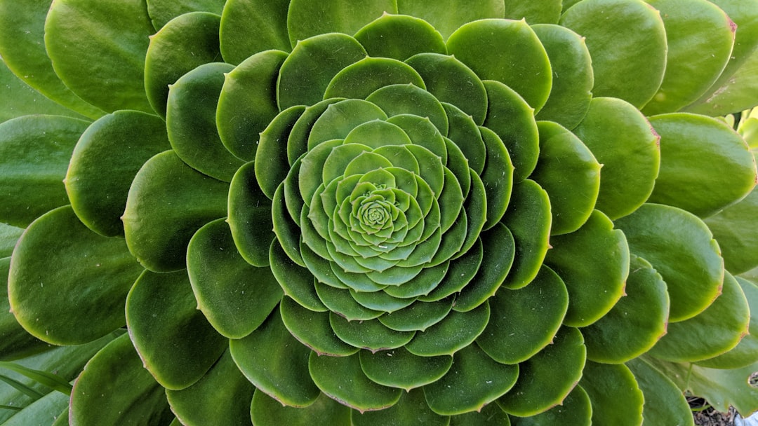 Como usar os níveis de Fibonacci para encontrar suportes e resistências - Como usar os níveis de Fibonacci para encontrar suportes e resistências no mercado cripto