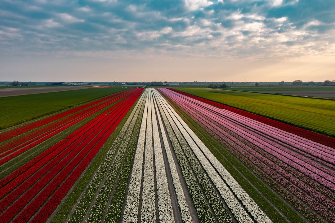 yield optimizer plataformas - pioneers yearn