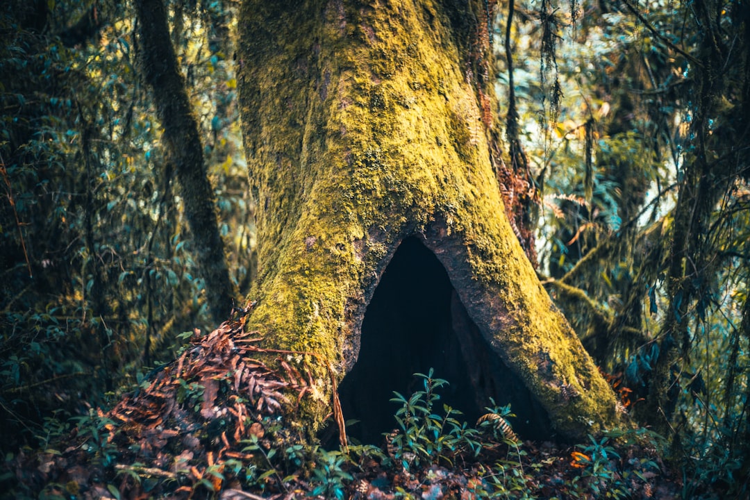 tribe - Tribe no Ecossistema Cripto: Como Construir e Liderar Comunidades Poderosas