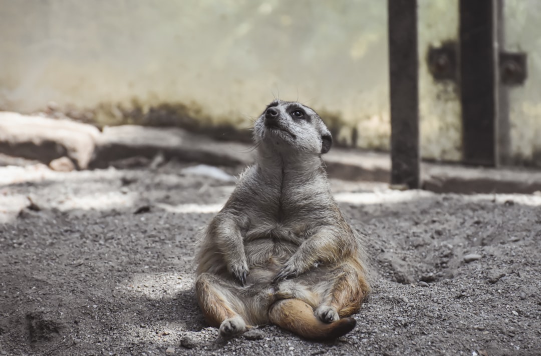 squeeth - position maintain squeeth - position maintain