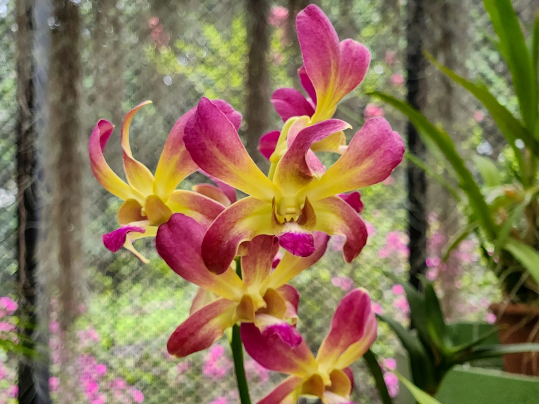 Orchid (OXT) - compared centralized Orchid (OXT) - compared centralized