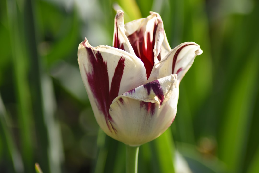 tulip - quot fear tulip - quot fear