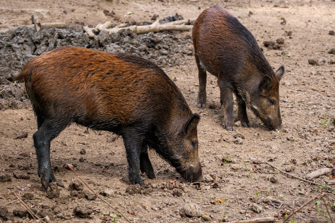 lean hogs - scenario lean