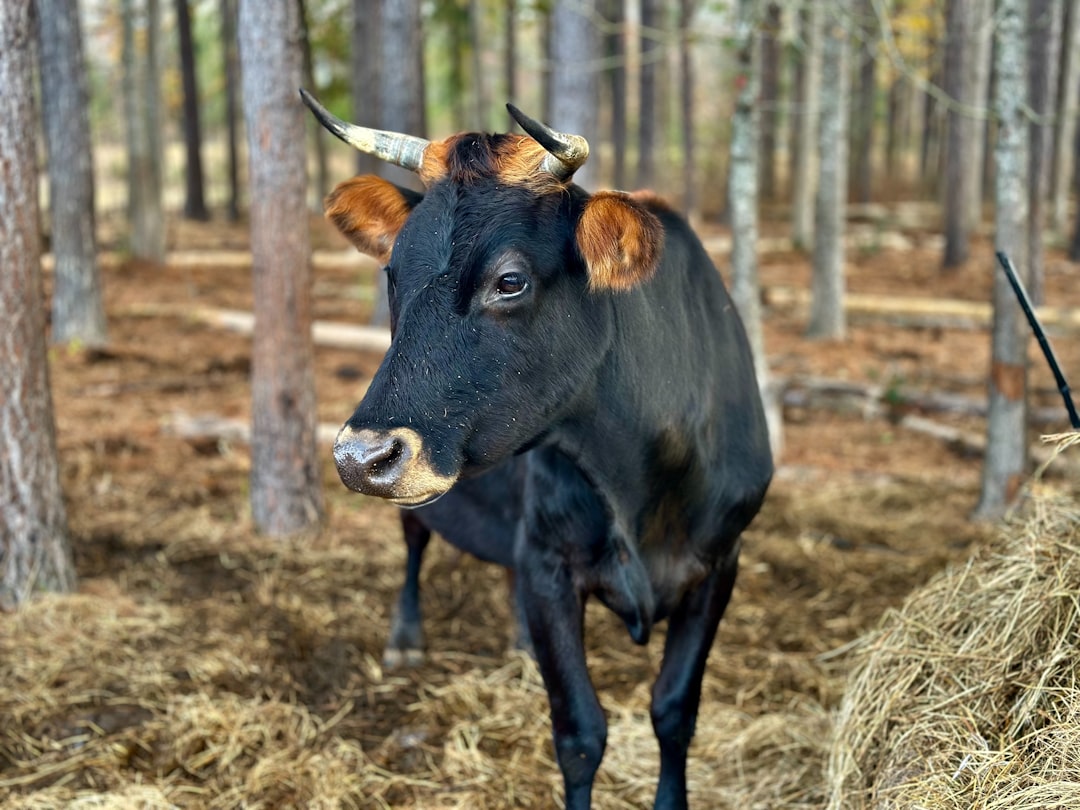 squeeth squared eth - ideal bull