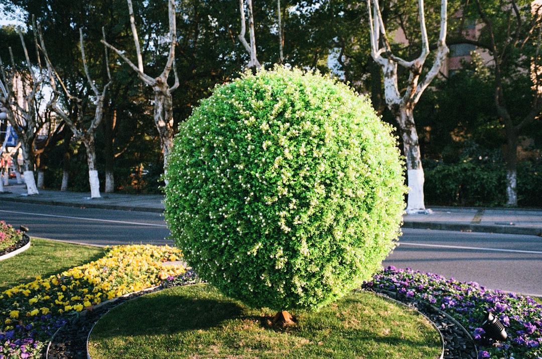 head ball - head ball