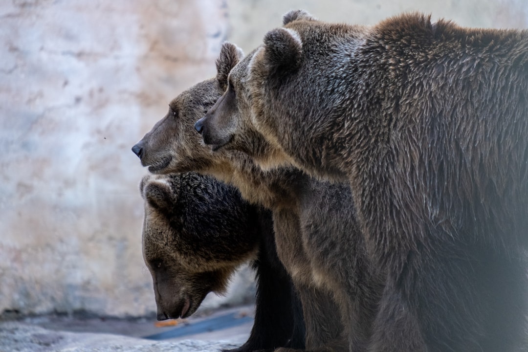 História dos bear markets de cripto - bear market História dos bear markets de cripto - bear market