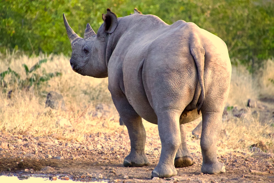 grey rhino - factors align grey rhino - factors align